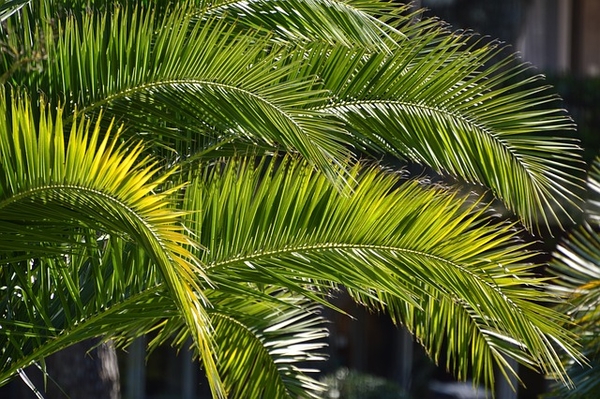 palm