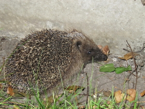 wandeling 23.08.2012 002