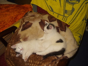 1 mei afbeeldingen 016