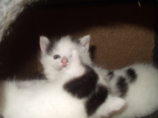 1 mei afbeeldingen 027