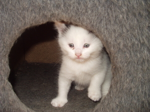 1 mei afbeeldingen 028