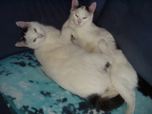 1 mei afbeeldingen 037