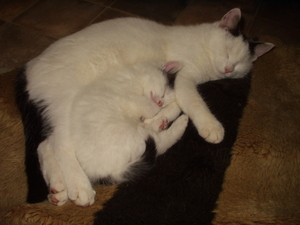 1 mei afbeeldingen 055