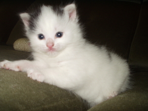 1 mei afbeeldingen 062