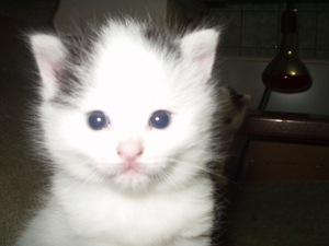 1 mei afbeeldingen 069