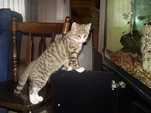 1 mei afbeeldingen 103