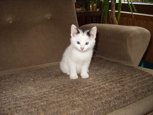 1 mei afbeeldingen 091