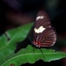 0717_vlinder
