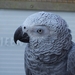 100_1968 Een van onze kweekvogels een grijze roodstaart papegaai