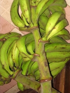 bananas