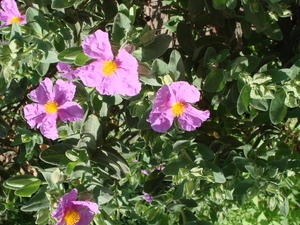 Mei 2008 - Rhone croisi�re 038