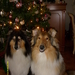 kerst 2008 004
