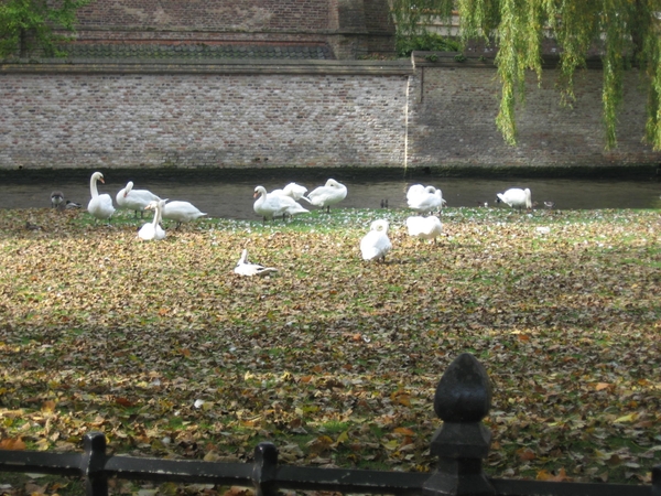 Brugge 12-10-2008 053