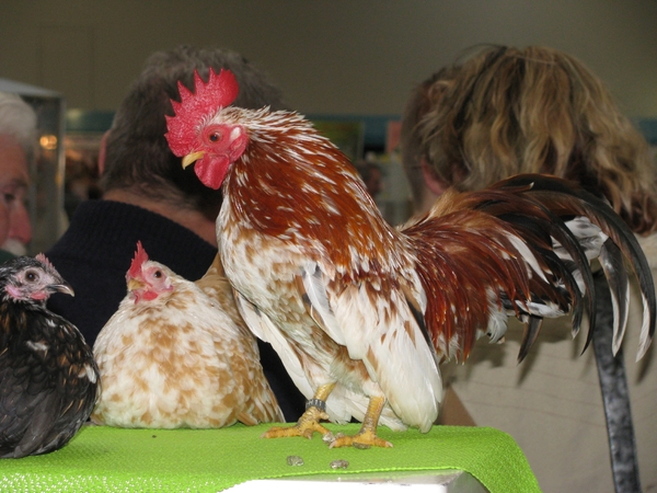 knhs kerst en Margreet 08 avicorni 181