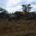 Krugerpark