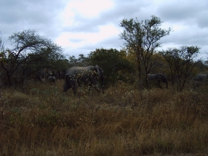 Krugerpark