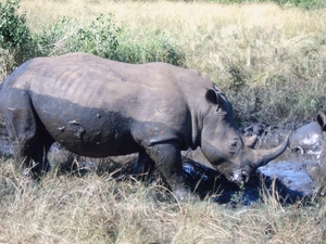 Hluhluwe-Umfolozi park