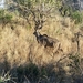 Krugerpark