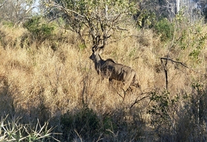 Krugerpark