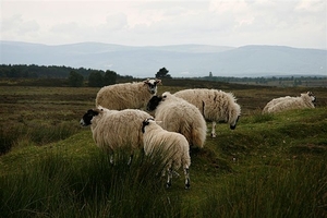 Black Face Schapen