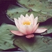 waterlelie