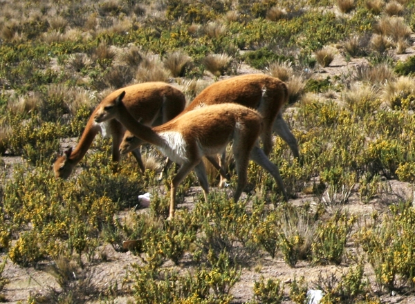 Vicunas