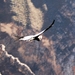 Condor