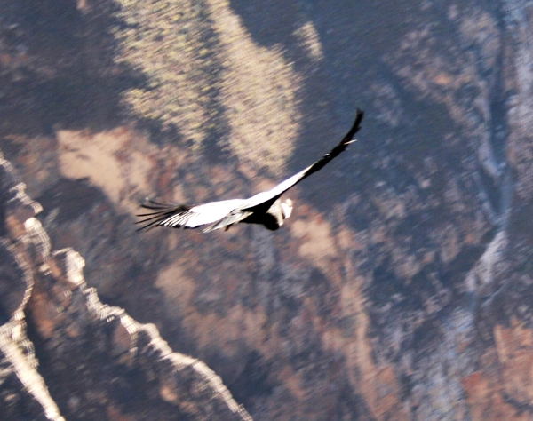 Condor