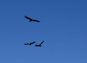 Condors