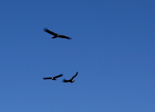 Condors