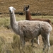 Lama's, alpaca's ?