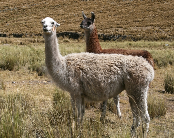 Lama's, alpaca's ?