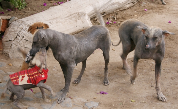 warme honden !