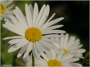 Margriet