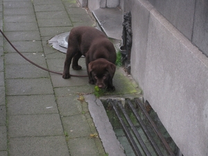 Snuffel, snuffel, ik ben een groene jongen