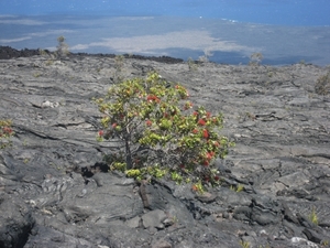 Hawai 2007 305