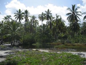 Hawai 2007 329
