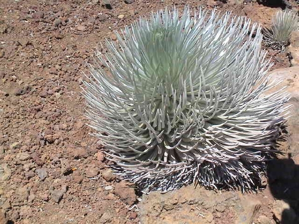 Hawai 2007 385