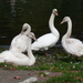 zwaantjes