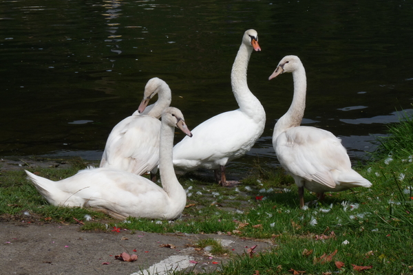 zwaantjes