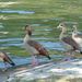 eendjes