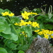 bloemen