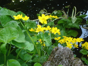 bloemen