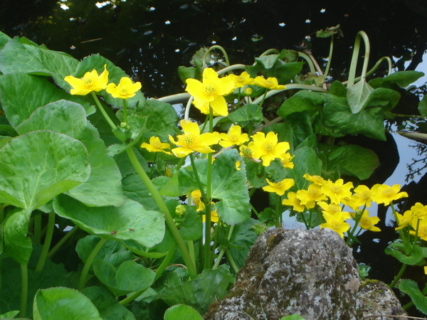bloemen