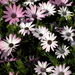 bloemen