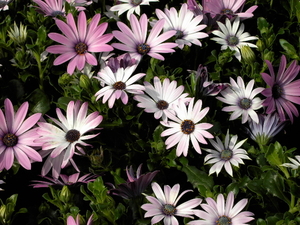 bloemen