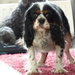 sofie