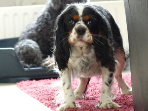 sofie