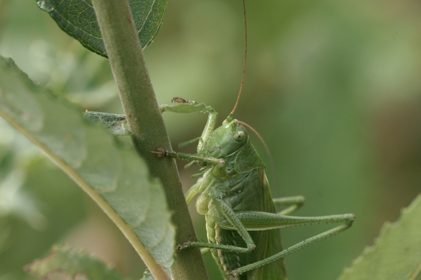grote sabelsprinkhaan