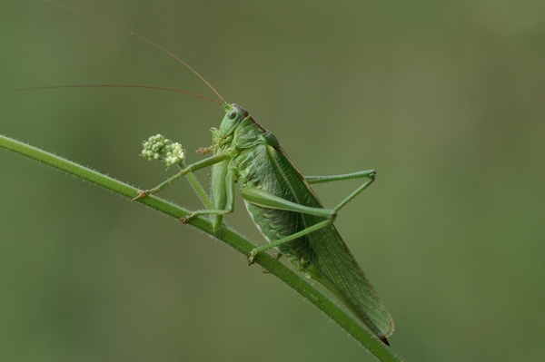 grote sabelsprinkhaan 2